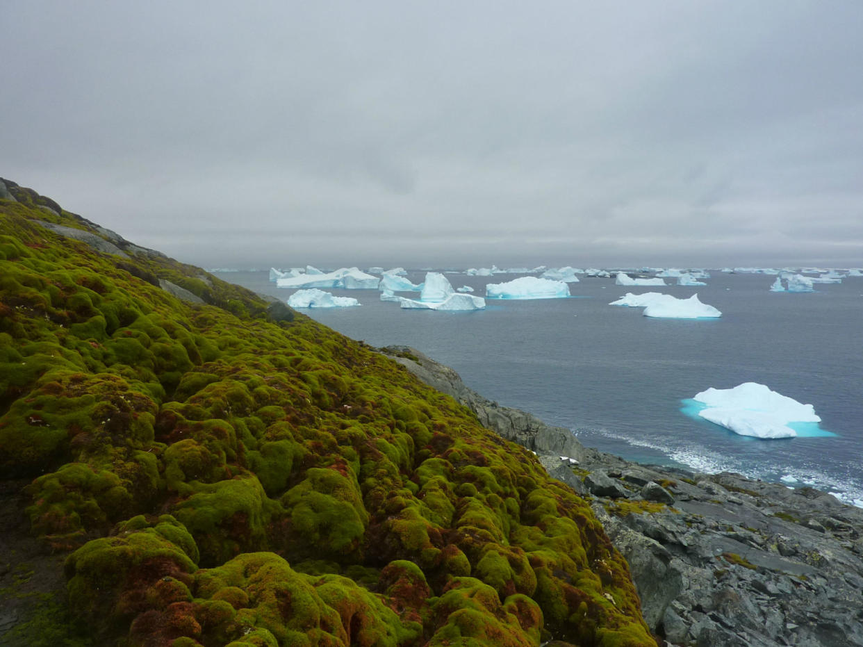 A bank of moss on the appropriately named Green Island in the Antarctic: Matt Amesbury