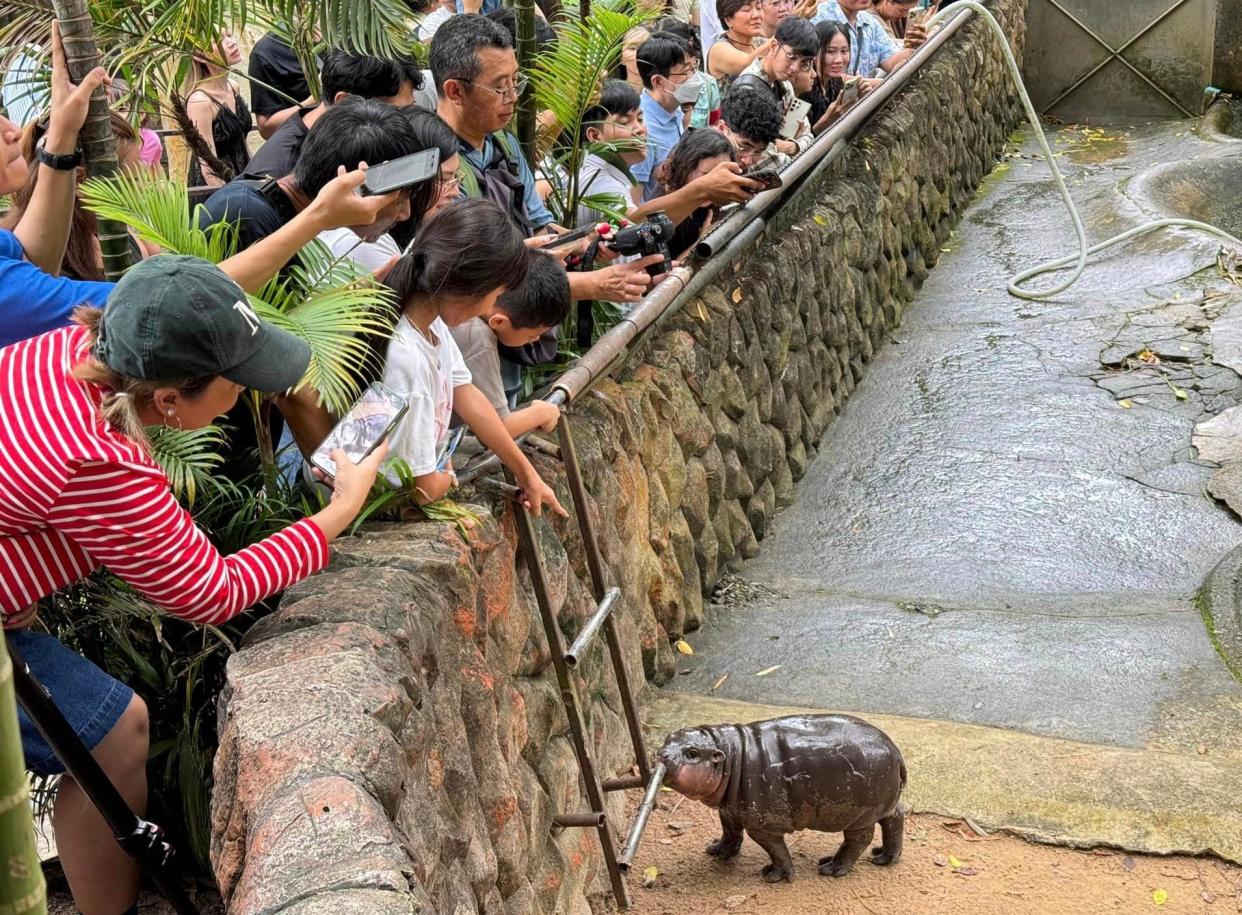 Visitors flock to the zoo to see the 'chubby' little hippo