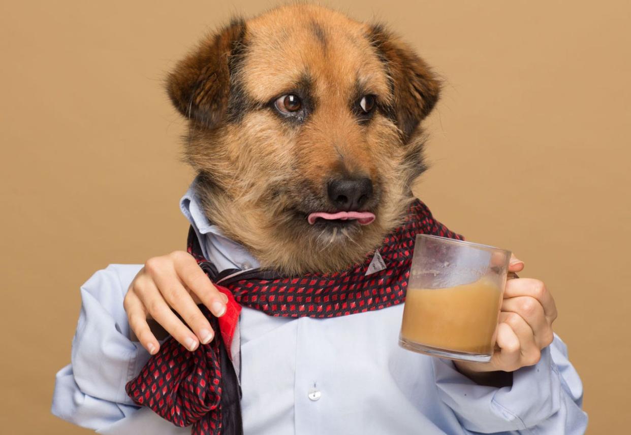 Crete, one of &nbsp;Agota Jakutyte's dogs, poses for an ad for "Rooffee." (Photo: Rooffee)
