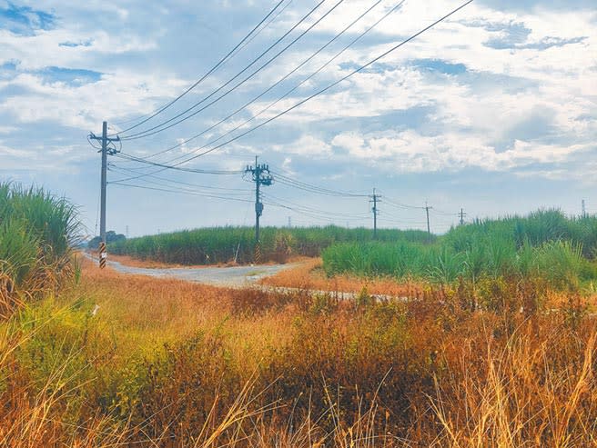 因應台商回流，經濟部在全台找地，台糖農場變產業園區，台南新市產業園區即是一處，占地約98公頃，最快明年底就能提供廠商進駐。（莊曜聰攝）