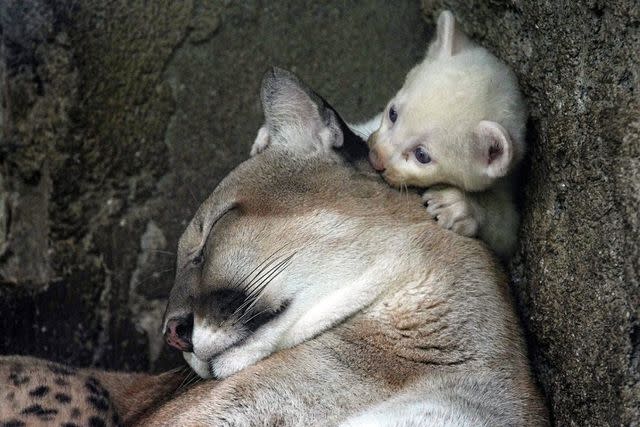 <p>Oswald Rivas/AFP via Getty</p> A four-week-old albino puma cub, born in captivity and considered an endangered species, plays with its mother at Thomas Belt Zoo in Juigalpa, Nicaragua, on August 23, 2023.
