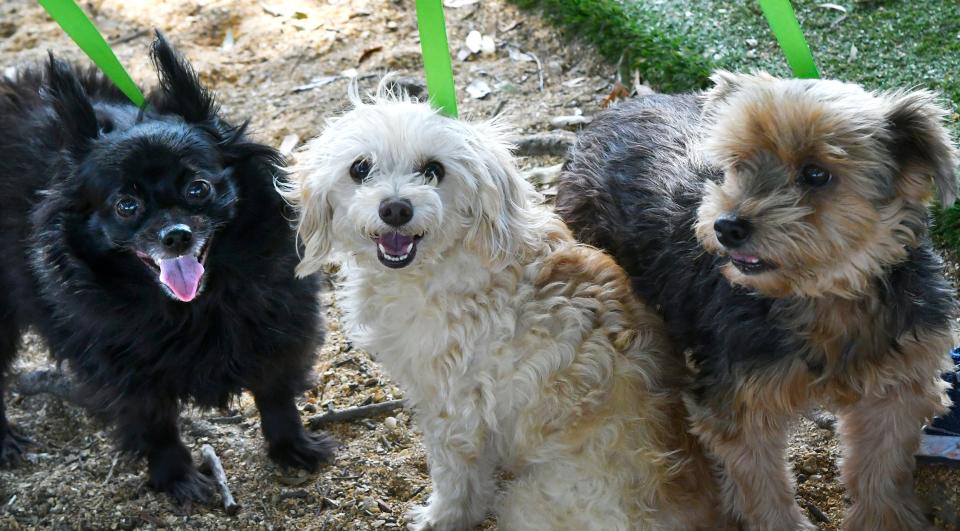 These dogs have now been adopted after a stay at the adoption center. The black Pomeranian is Ziva, age 10, the light colored Shih Tzu is Penelope, 5, and the Yorkie is Peggy, 10.  There are sill many pets available at the Brevard Humane Society Cocoa Campus Adoption Center on Cox Road in Cocoa. For more info, call (321) 636-3342, ext. 201.