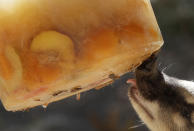 <p>Ein Lemur leckt an einem heißen Tag im Bioparco Zoo in Rom an einem Eisblock. (Bild: AP Photo/Gregorio Borgia) </p>