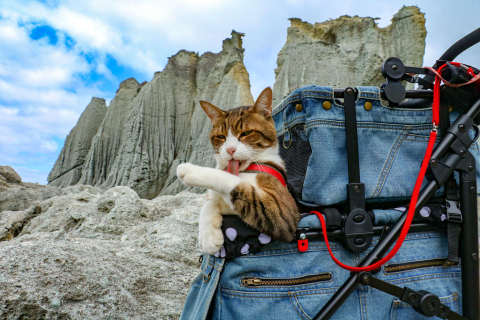 <p>Daikichi in the foothills of a Japanese mountain while on his travels with Daisuke Nagasawa. (Photo: Daisuke Nagasawa/Caters News) </p>