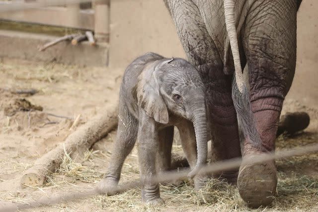 <p>Courtesy of Omahaâ€™s Henry Doorly Zoo and Aquarium</p>