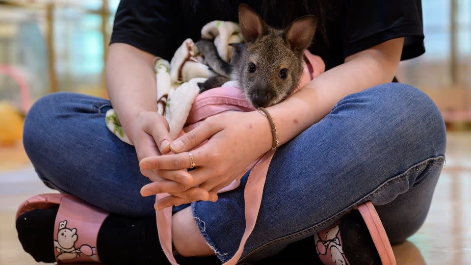 A staff member holds a wallaby at an animal cafe in Seoul, South Korea, on March 31, 2020. - Ed Jones/AFP/Getty Images