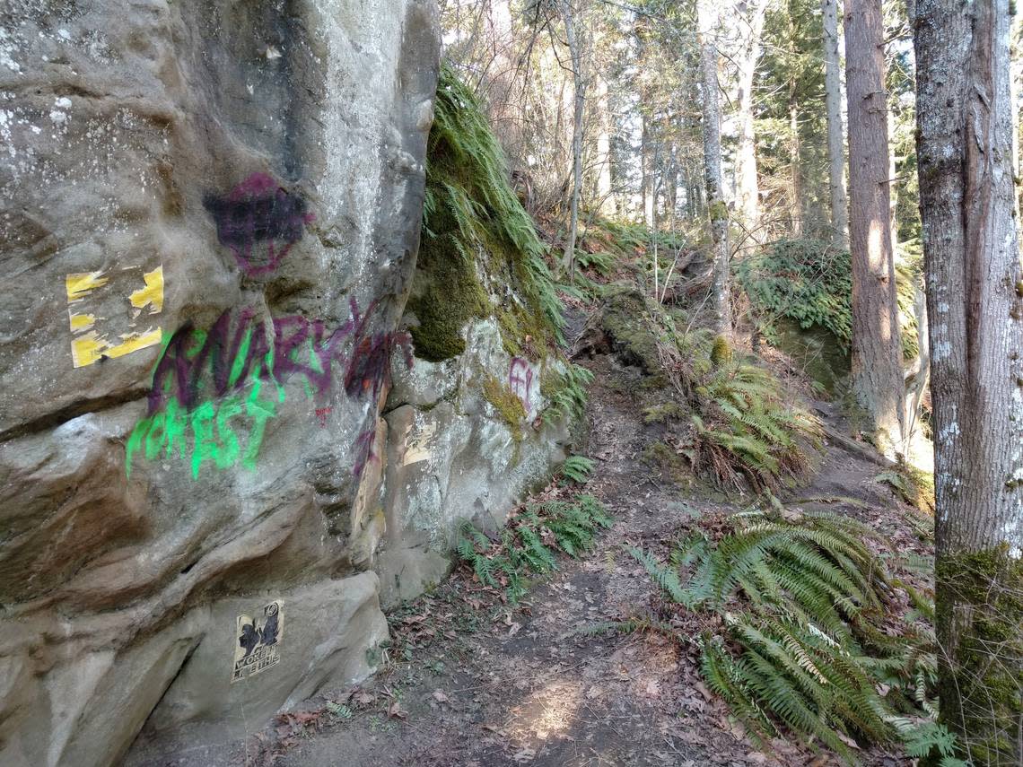 Damage at Sehome Hill Arboretum was posted to Facebook Monday, Nov. 14, by Bellingham Parks and Recreation. Rogue mountain bike trails carved into steep embankments cause erosion and damage plants while graffiti mars rock outcroppings, the observation tower, bollards and signs. Bellingham Parks and Recreation/Courtesy to The Bellingham Herald