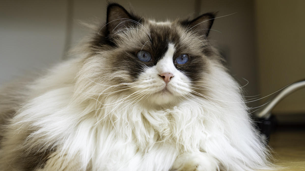 Ragdoll cat alert