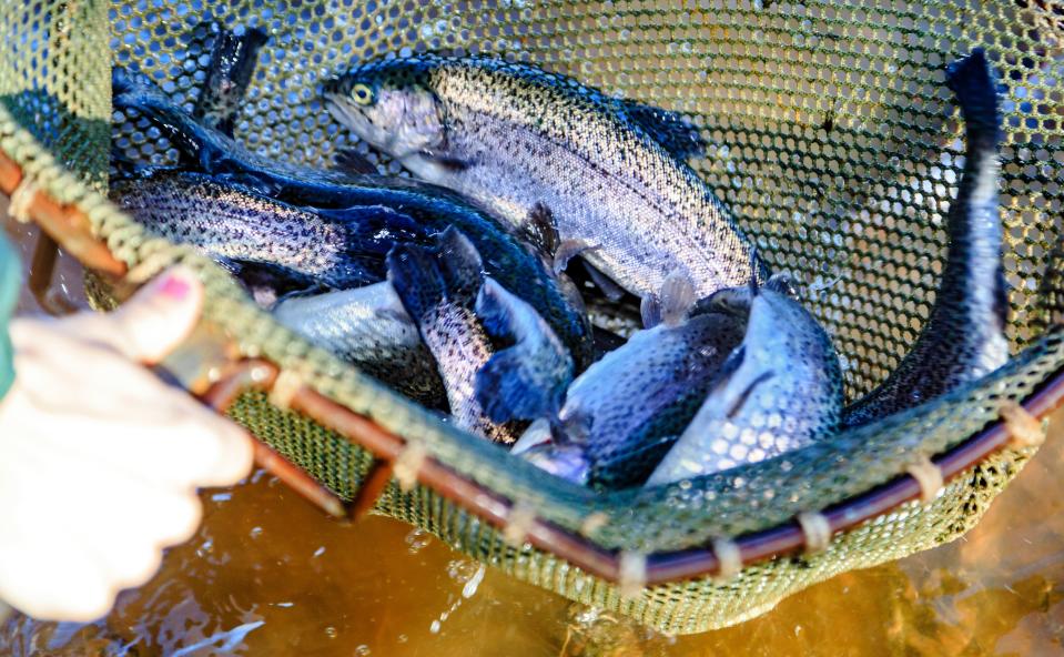 In this 2017 photo, a fisheries technician from the H.B. Parsons Fish Hatchery prepares to release trout into the Dolese Park Youth Pond for winter trout fishing.