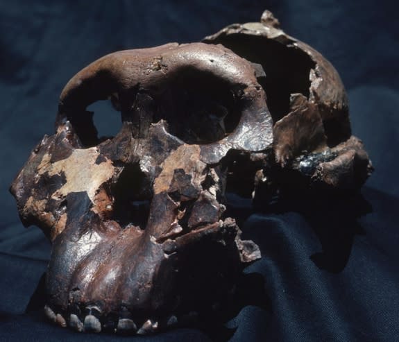 Here, the skull of the Olduvai Hominid 5, also called Nutcracker Man, the most famous of the early human fossils, which was found at Olduvai Gorge, Tanzania.