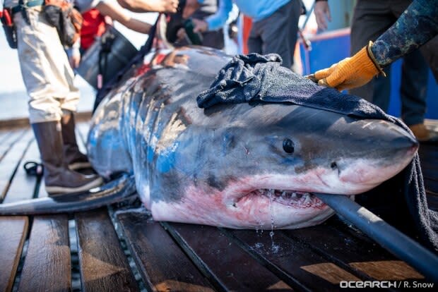 Robert Snow/Ocearch