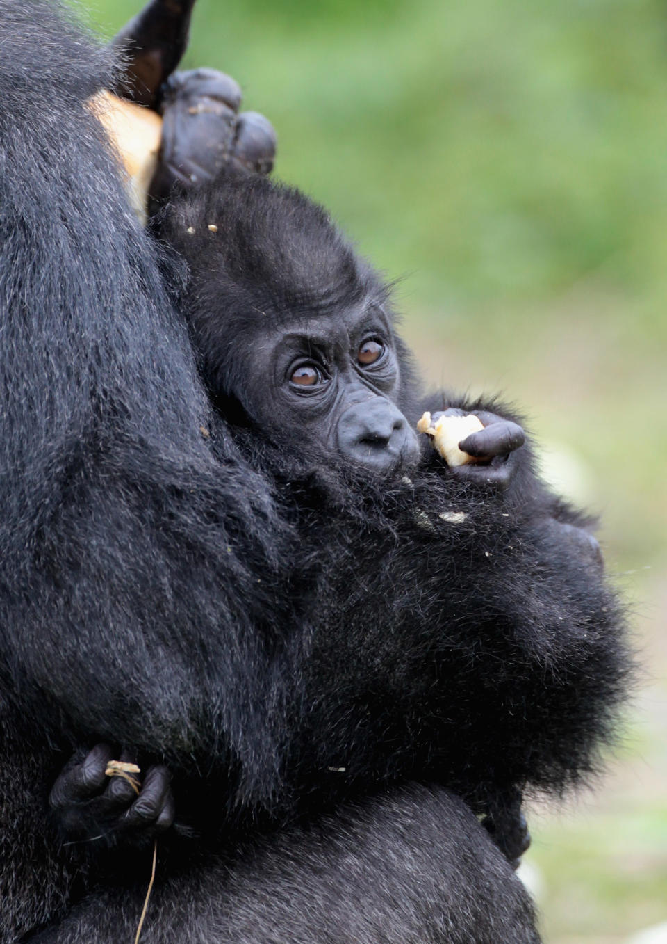 BRISTOL, ENGLAND - MAY 03: Bristol Zoo's baby gorilla Kukena holds onto his mother's arm as he ventures out of his enclosure at Bristol Zoo's Gorilla Island on May 4, 2012 in Bristol, England. The seven-month-old western lowland gorilla is starting to find his feet as he learns to walk having been born at the zoo in September. Kukena joins a family of gorillas at the zoo that are part of an international conservation breeding programme for the western lowland gorilla, which is a critically endangered species. (Photo by Matt Cardy/Getty Images)