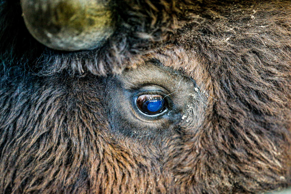 Bison stand in pens during a bison auction at the OKC Fairgrounds in Oklahoma City, on Saturday, Dec. 16, 2023.