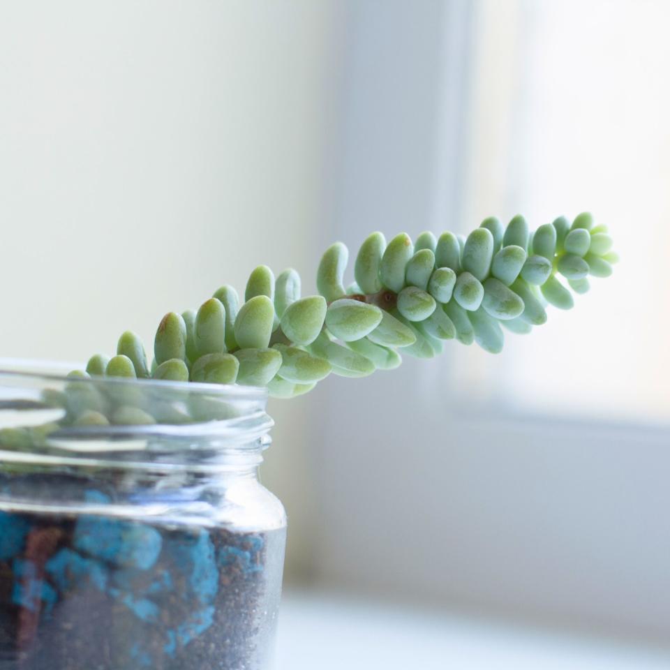 Sedum morganianum succulent plant sprout isolated on white background near window