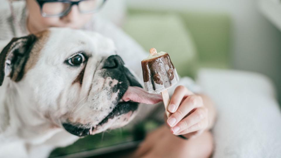 ways to keep your pet entertained when you're not there