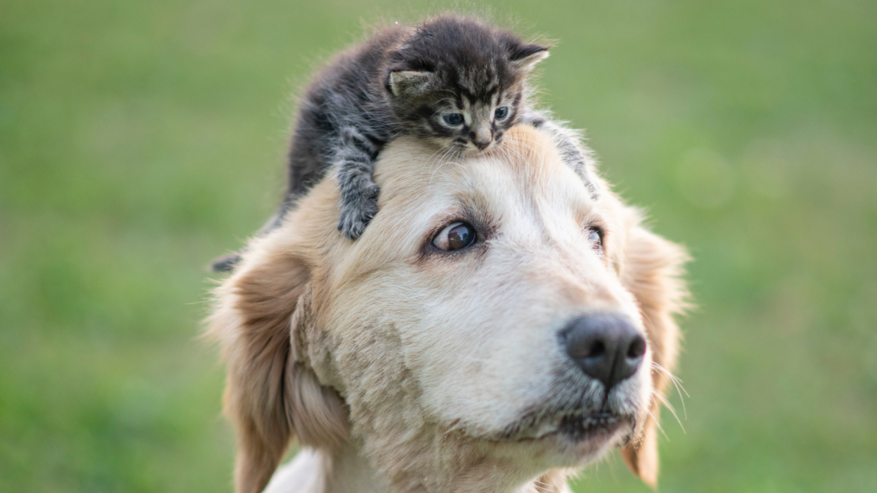  Small kitten on top of a dog's head. 