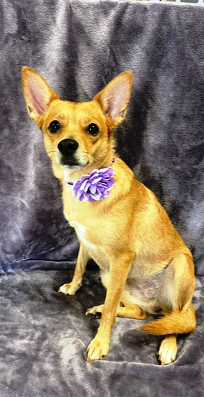 Princess is a dog who loves to play with toys but is also happy to cuddle, spending quality time watching TV or napping.