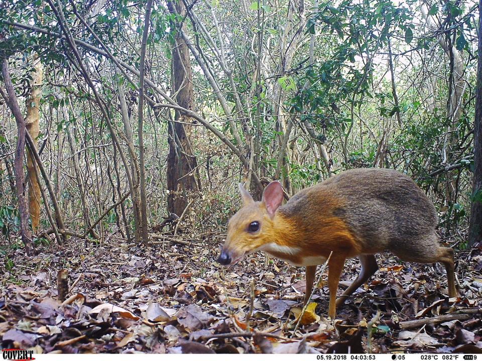 <em>The silver-backed chevrotain was rediscovered in 2019. It is a deer-like species about the size of a cat or rabbit that lives in Vietnam. CREDIT: SIE/Re:wild/Leibniz-IZW/NCNP</em>