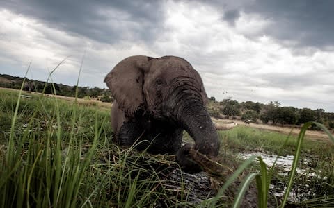 Elephants have few natural predators to control their numbers - Credit: &nbsp;CHRIS JEK/AFP