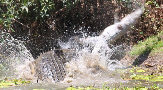 The enormous saltwater crocodile was photographed fighting with a smaller crocodile to the death in a remote waterhole in Queensland. Photo: Supplied