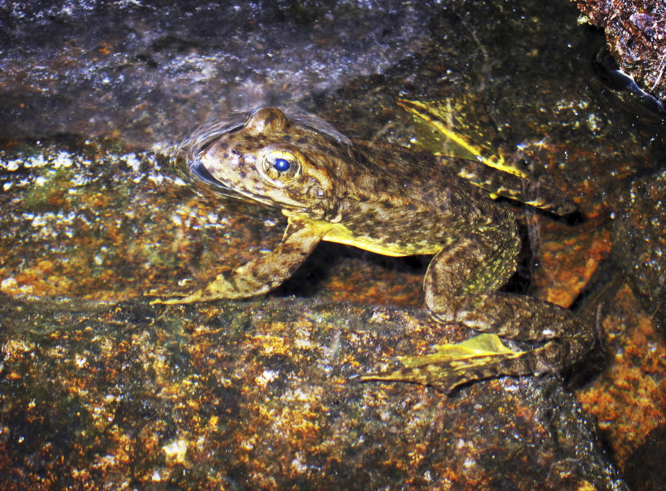 FILE - This Aug. 10, 2013 file photo shows a rare mountain yellow-legged frog in an alpine lake in Kings Canyon National Park, in California's Sierra Nevada. The California Fish and Game Commission on Wednesday, Dec. 11, 2019, approved California Endangered Species Act protections for five of six populations of a related species, the foothill yellow-legged frog, that has disappeared from more than 50% of its historic habitat in the state. (AP Photo/Brian Melley, File)