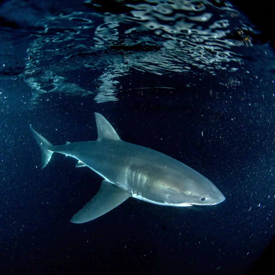 This image released by Discovery Channel shows a scene from "Sharks of Neptune," airing Thursday as part of Shark Week 2020 on Discovery Channel. (Discovery via AP)