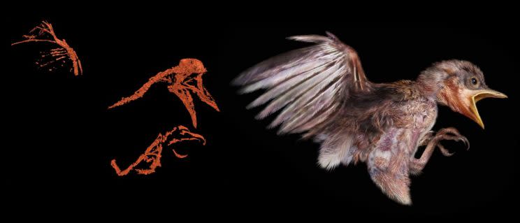 A la izquierda datos óseos recuperados con micro-CT y la derecha reconstrucción del ave. (Crédito imagen: Cheung Chung Tat).