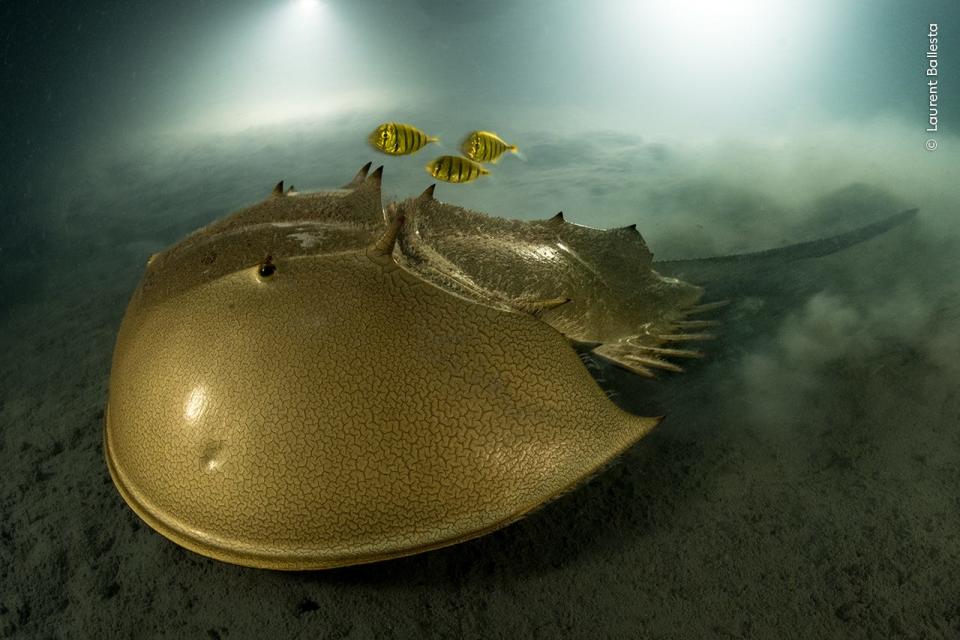 Marine biologist and photographer Laurent Ballesta, winner of the Portfolio Award, went looking for horseshoe crabs in the protected waters of Pangatalan Island in the Philippines.