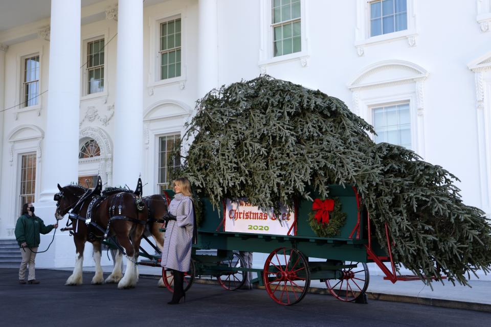 <p>Melania Trump poses with this year’s Christmas tree</p>Getty Images