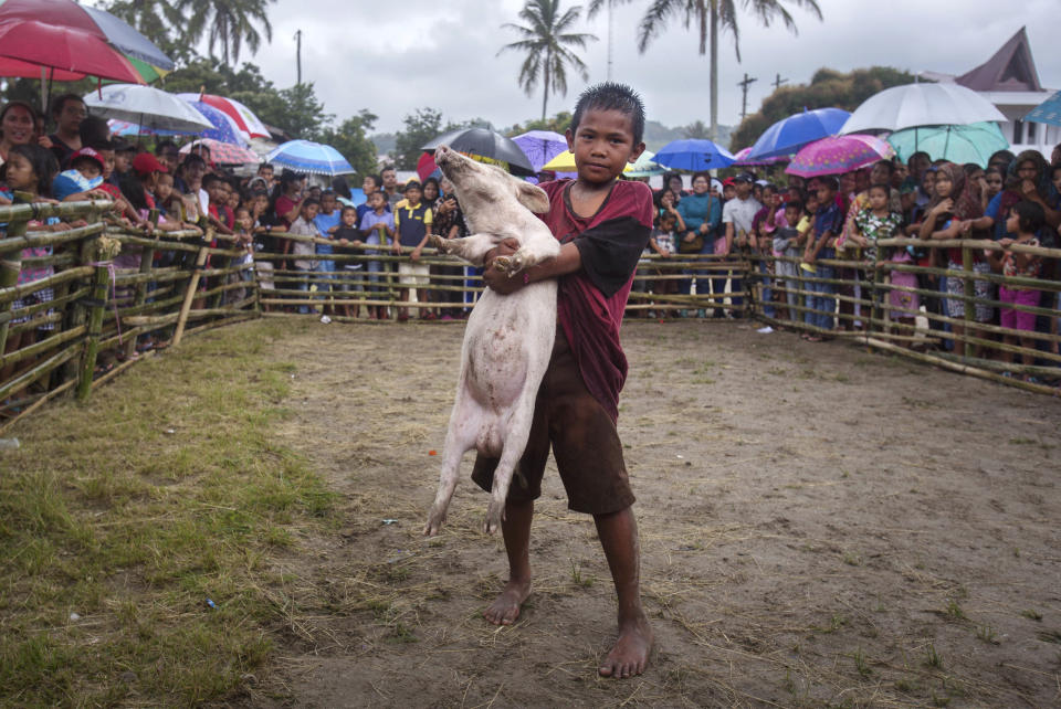In this Saturday, Oct. 26, 2019 photo, ten years old Jomuk Nainggolan poses with a prize pig he won in a pig wrangling competition during Toba Pig and Pork Festival, in Muara, North Sumatra, Indonesia. Christian residents in Muslim-majority Indonesia's remote Lake Toba region have launched a new festival celebrating pigs that they say is a response to efforts to promote halal tourism in the area. The festival features competitions in barbecuing, pig calling and pig catching as well as live music and other entertainment that organizers say are parts of the culture of the community that lives in the area. (AP Photo/Binsar Bakkara)