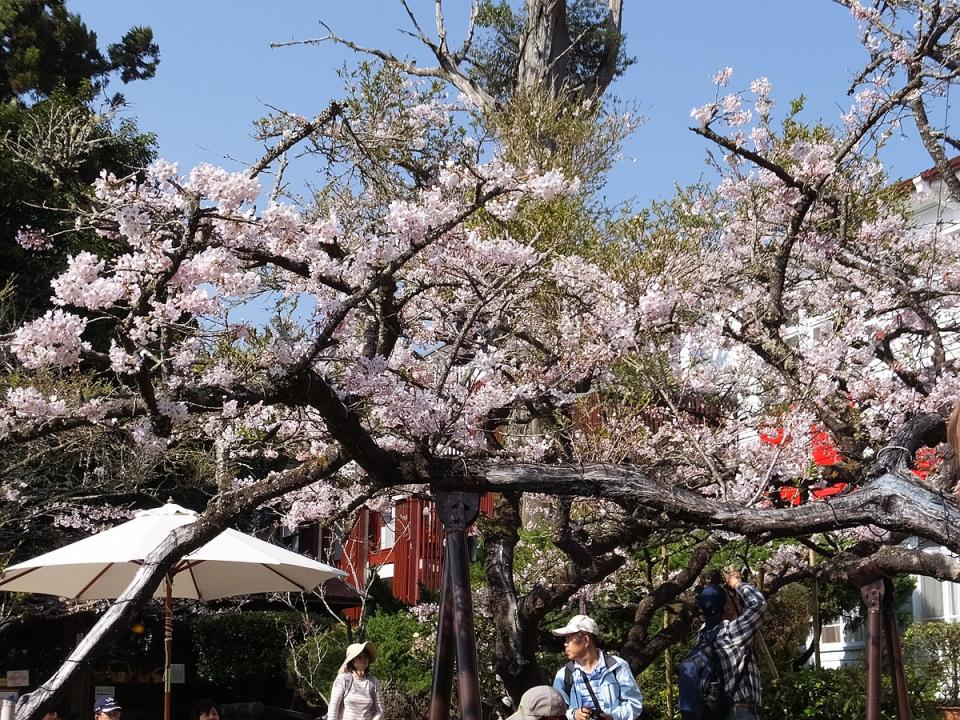 阿里山賓館櫻花(Photo via Wikimedia, by lienyuan lee, License: CC BY 3.0，圖片來源：https://commons.wikimedia.org/wiki/File:%E9%98%BF%E9%87%8C%E5%B1%B1%E8%B3%93%E9%A4%A8_Alishan_House_-_panoramio_(2).jpg