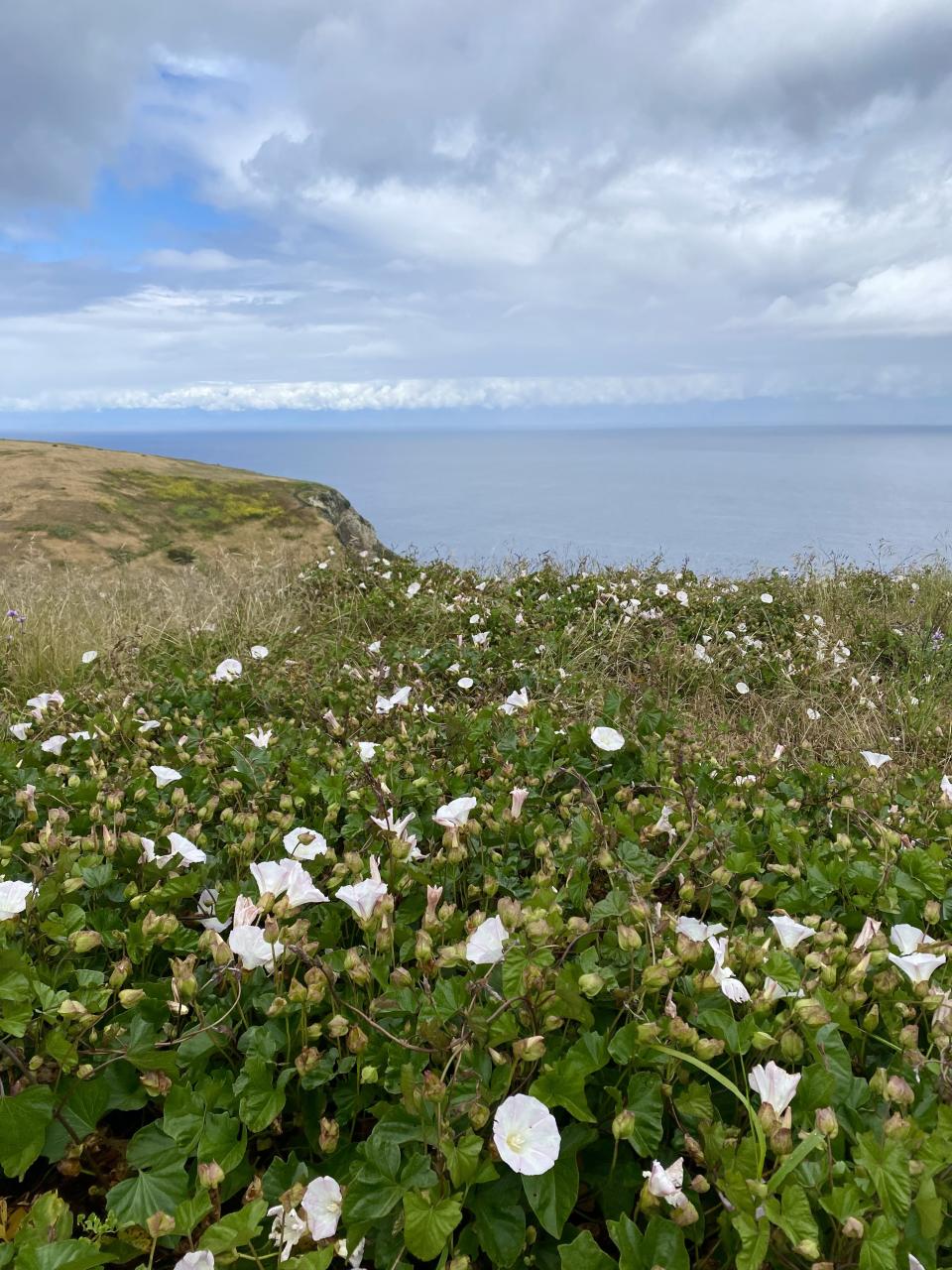 Channel Islands National Park is a great place to see unique wildflowers and more greenery than you often get to see in Southern California. This photo was taken on May 4, 2023. | Sarah Gambles, Deseret News