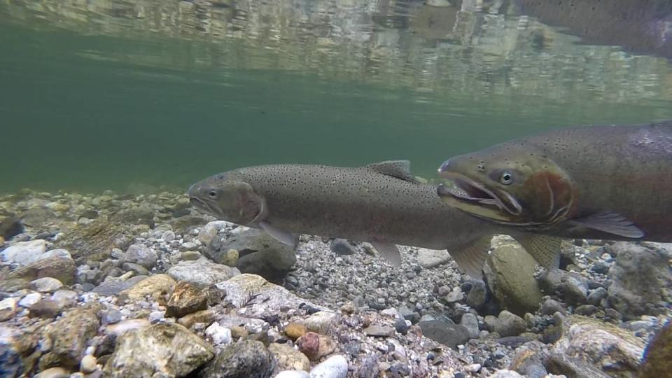 Adult steelhead in the Big Sur River.