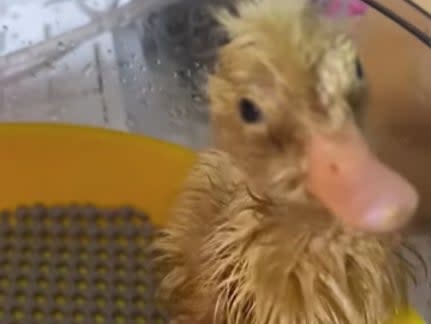 Adele Phillips, 28, hatched a duckling she named Braddock Morris from an egg she bought at a Morrisons supermarket in Port Talbot (Adele Phillips/Facebook)