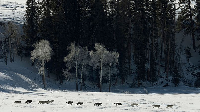 Repérer les loups à Yellowstone en hiver