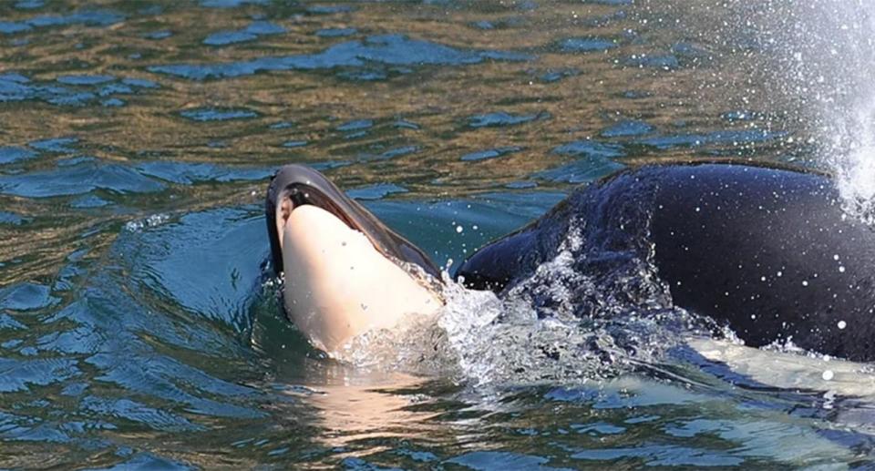 Scientists believe the dead killer whale's carcass will be difficult to locate at the bottom of the sea. Source: <span>Center for Whale Research</span>