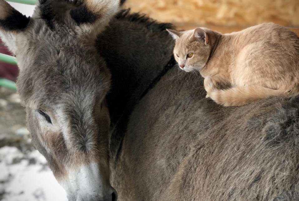 This cat and donkey have become best friends