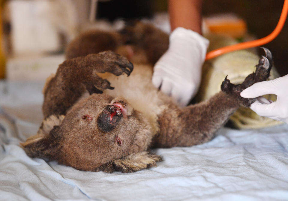 A burnt koala lies on a white sheet. The hands of a doctor can be seen in the background using a stethoscope. 