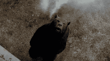 the bear doing cocaine in cocaine bear