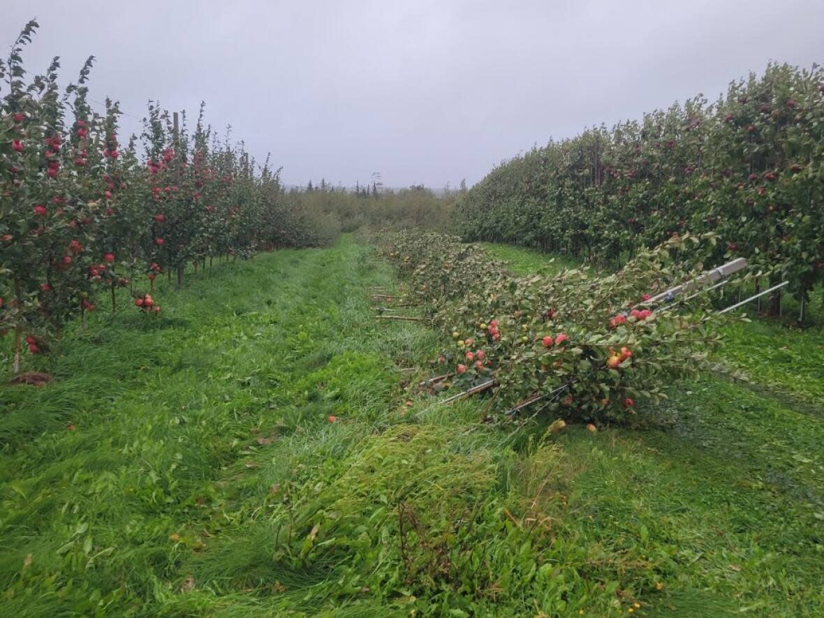 Apple farmers say the damage is minimal compared to past storms. (Submitted by Samuel Bourgeois - image credit)