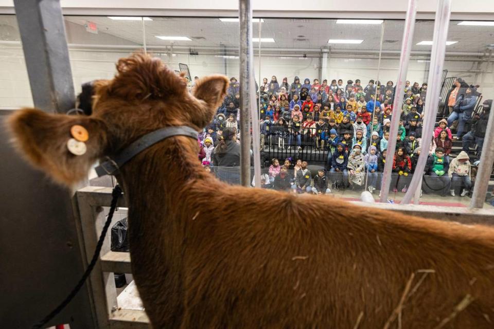 Ally the cow walks into her stable to prepare for a cow milking demonstration for elementary school students in the Fort Worth Stock Show and Rodeo.