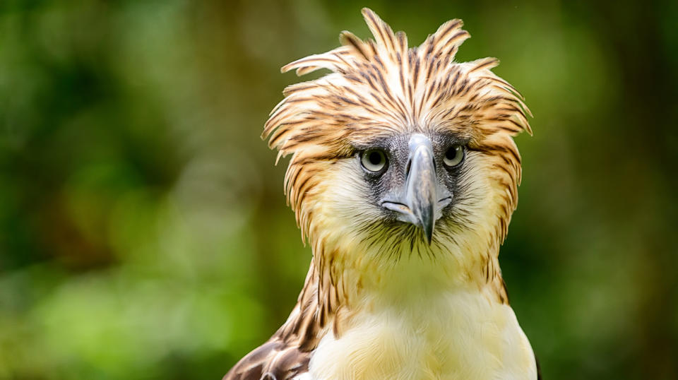 Philippine eagle