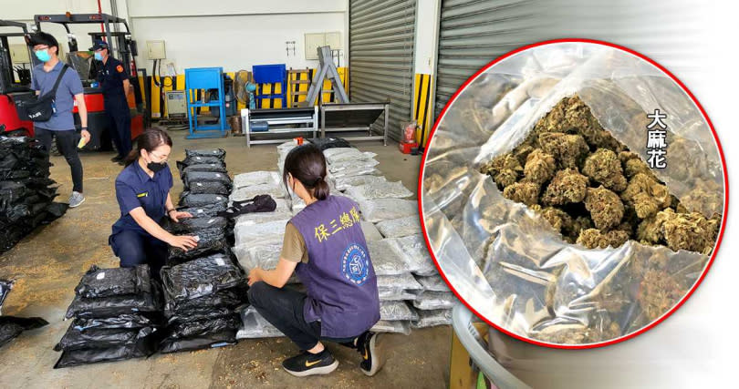 保三總隊藉大數據分析海運艙單，發現某機上盒業者進了整貨櫃寵物鼠專用木料土，一查之下起出夾藏的456公斤大麻花。（圖／警政署保三總隊提供）