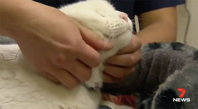 The cat is recovering at a Melbourne vet. Source: 7News