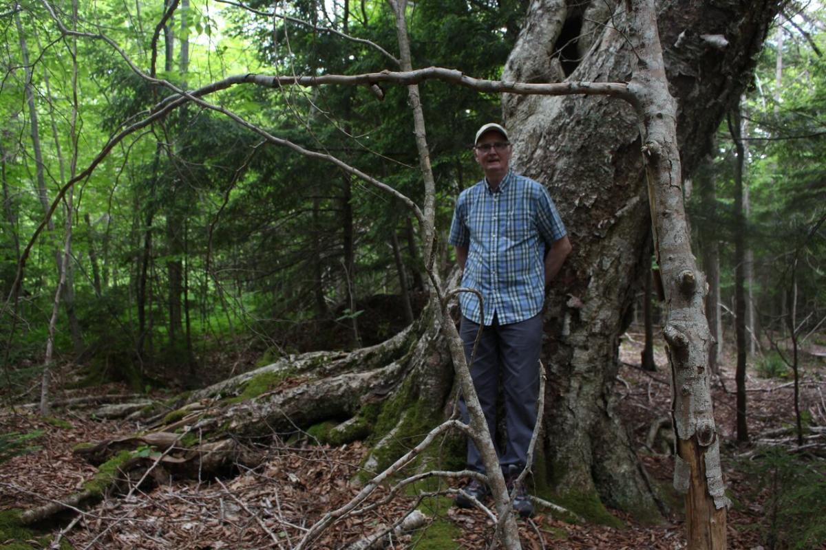 Residents hope a road that threatened old-growth forest will be rerouted