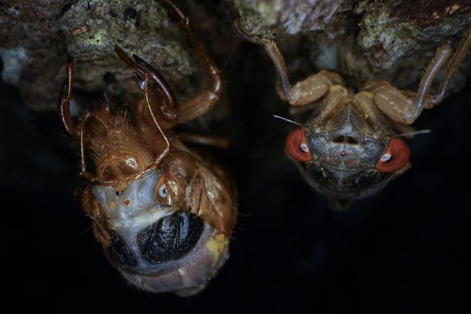 A red-eyed adult cicada hangs on a tree next to a molting nymph, Monday, May 17, 2021, at Woodend Sanctuary and Mansion, Chevy Case, Md. (AP Photo/Carolyn Kaster)