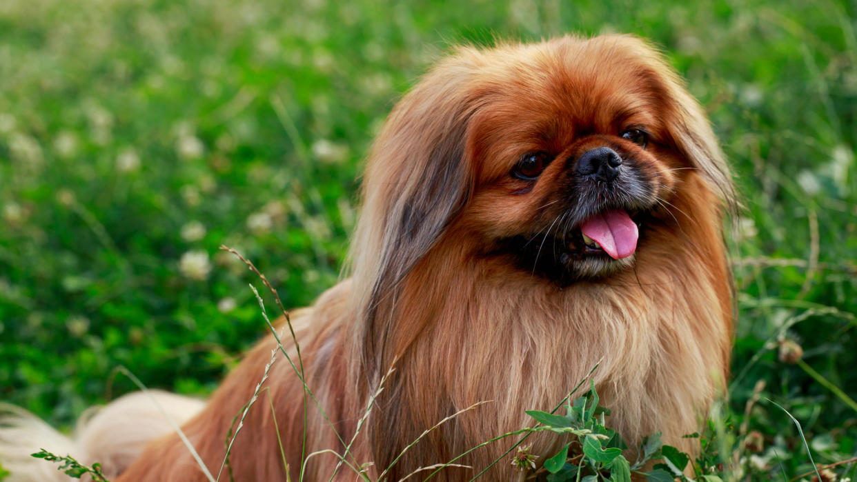 Pekingese dog headshot