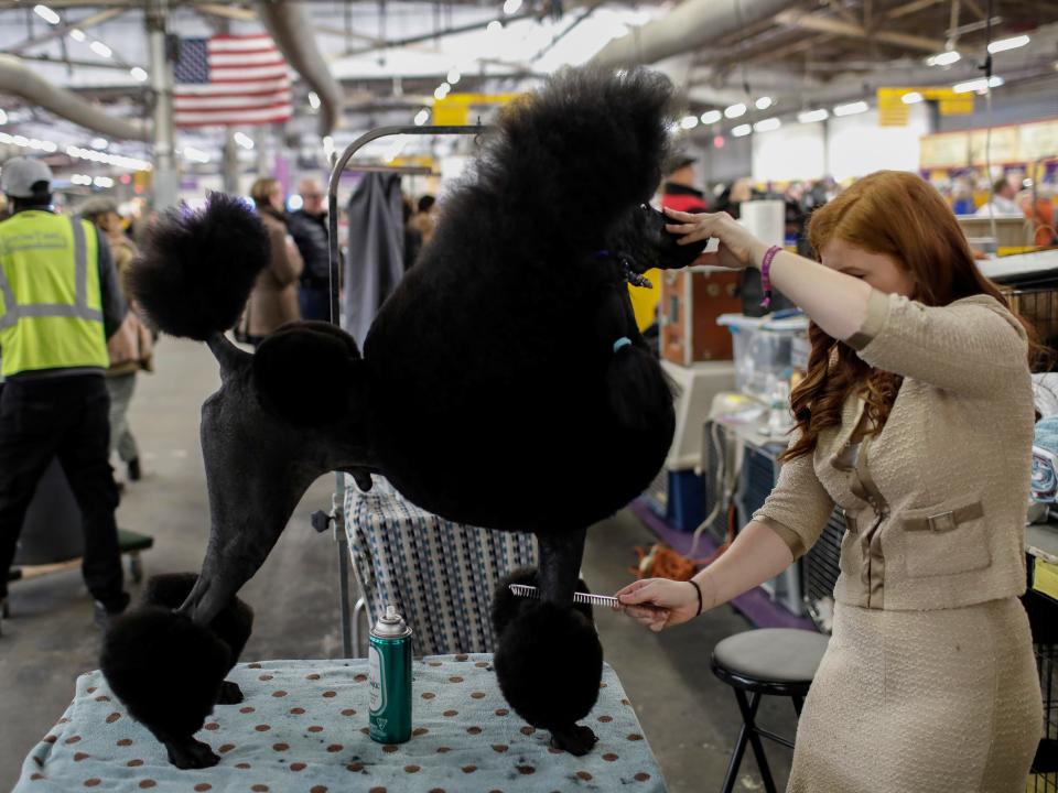 A standard poodle is groomed at Westminster in 2017.
