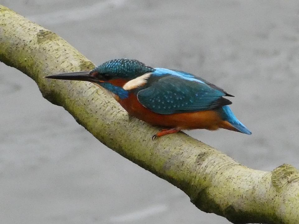 Julies hopes that the next photo of a kingfisher will have a fish in its mouth