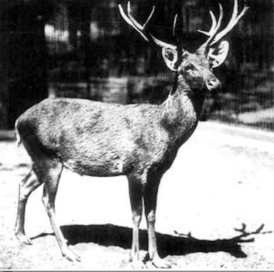 <p> Schomburgk's deer was native to Thailand and was named after German-born explorer, Sir Robert H. Schomburgk, who was <a href="https://www.britannica.com/biography/Robert-Hermann-Schomburgk" rel="nofollow noopener" target="_blank" data-ylk="slk:knighted in 1844;elm:context_link;itc:0;sec:content-canvas" class="link ">knighted in 1844</a>.</p><p>Some scientists believe that there may still be a few of these deer in the wild even though they were officially declared extinct in 2006 with the last known deer reportedly <a href="https://itsnature.org/rip/schomburgks-deer/" rel="nofollow noopener" target="_blank" data-ylk="slk:killed in captivity in 1938;elm:context_link;itc:0;sec:content-canvas" class="link ">killed in captivity in 1938</a>.</p><p><strong>Cause of Extinction:</strong> Besides humans, Schomburgk's deer were hunted by native tigers and leopards. Today, we only know of one mounted deer head which resides in Paris' Muséum National d'Histoire Naturelle. </p>